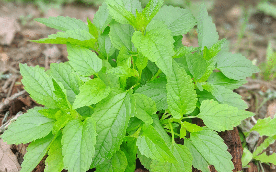 Skullcap Benefits: Soothe Anxiety, Ease Tension & Sleep Better Tonight