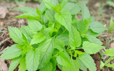 Skullcap Benefits: Soothe Anxiety, Ease Tension & Sleep Better Tonight