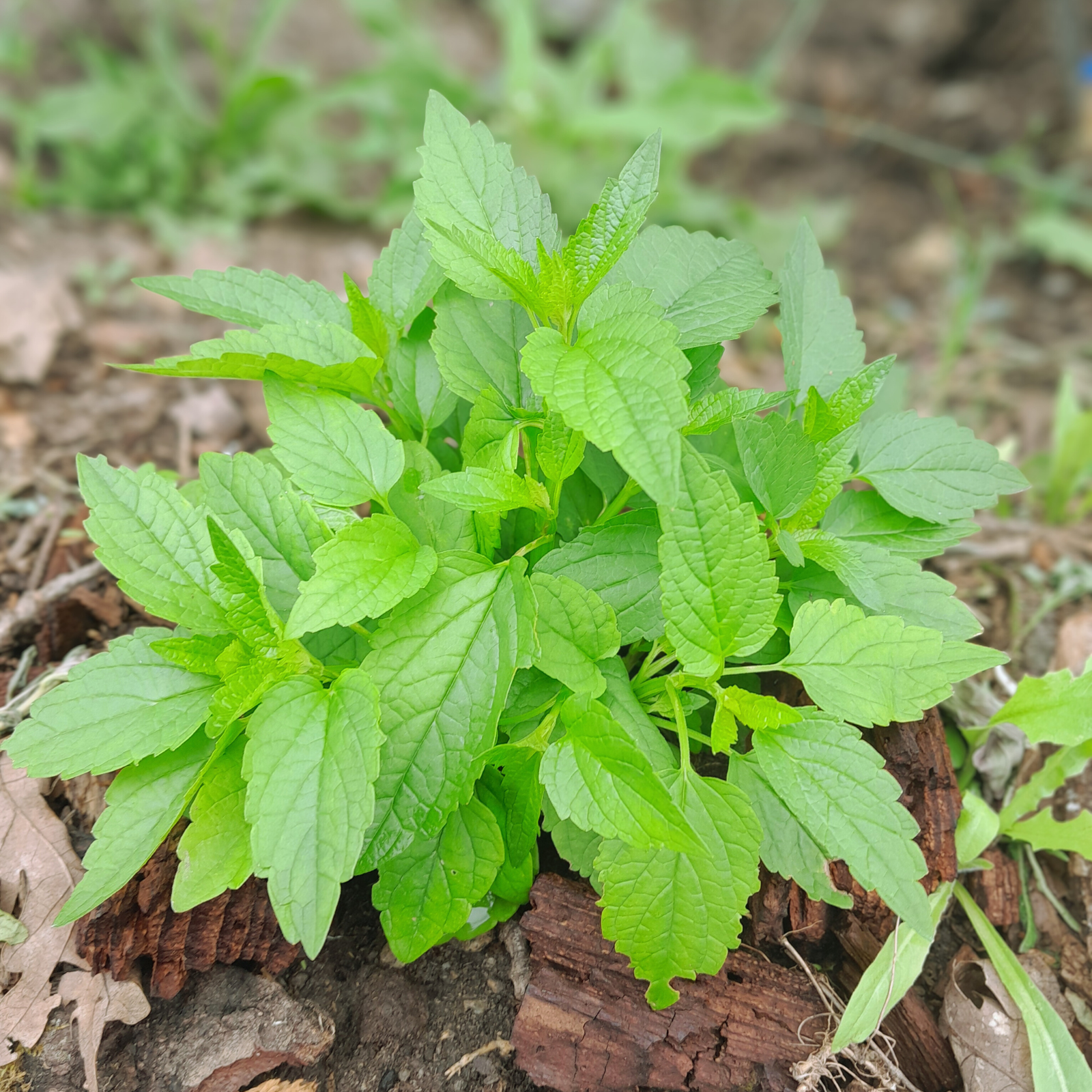 Virginian skullcap organic at our garden, Scutellaria lateriflora