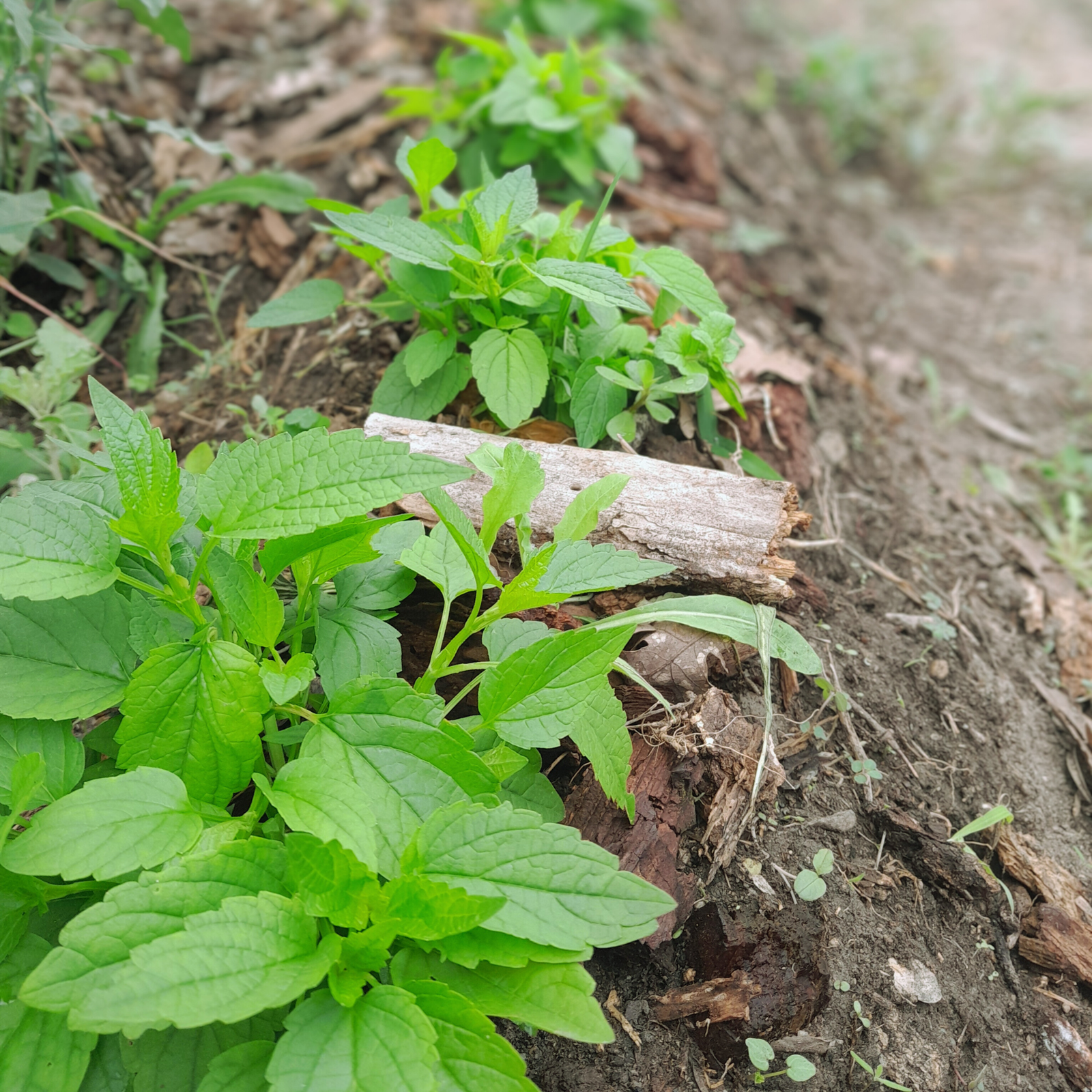 Virginian skullcap organic at our garden, Scutellaria lateriflora rows