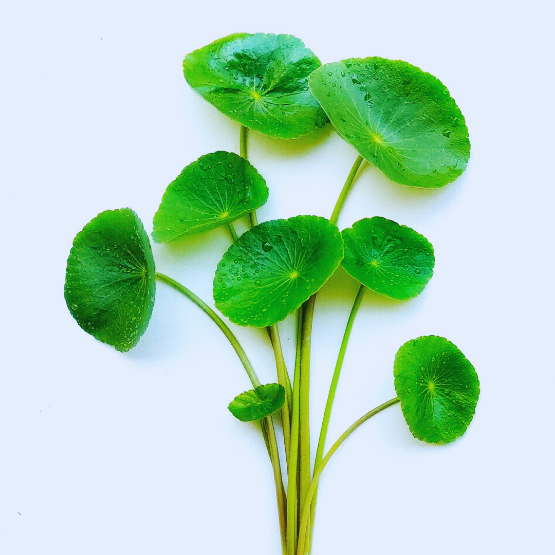 Centella asiatica plant 2