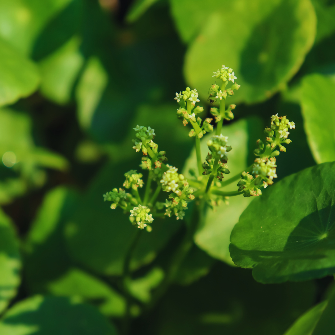 Centella asiatica plant 3