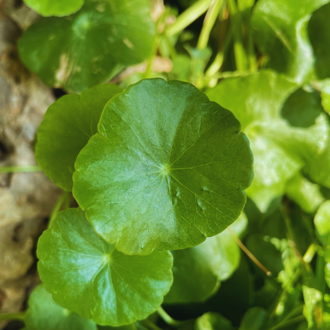 Centella asiatica plant 4
