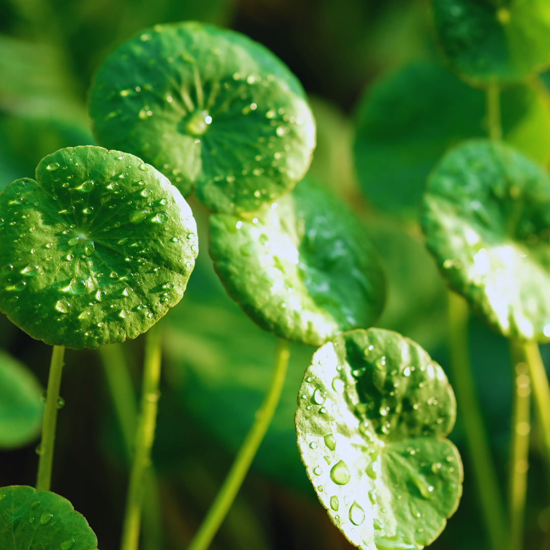Centella asiatica plant 5