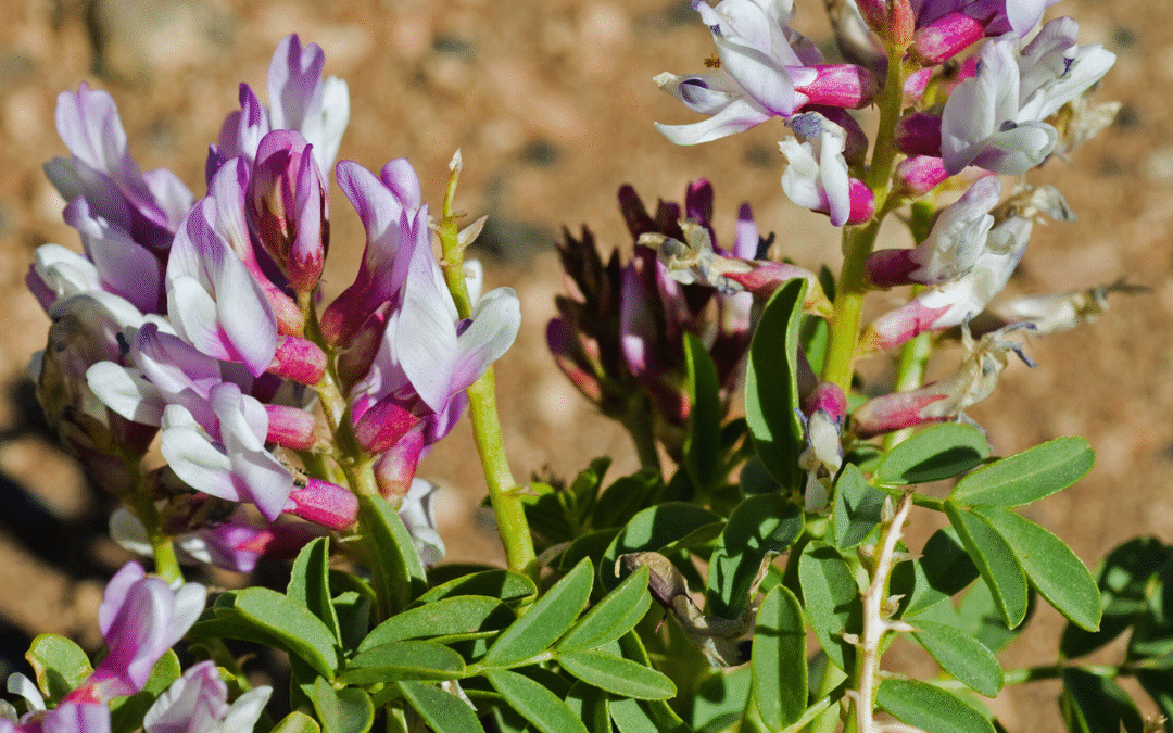 How to Harness Astragalus Benefits for Strong Immunity & Vitality