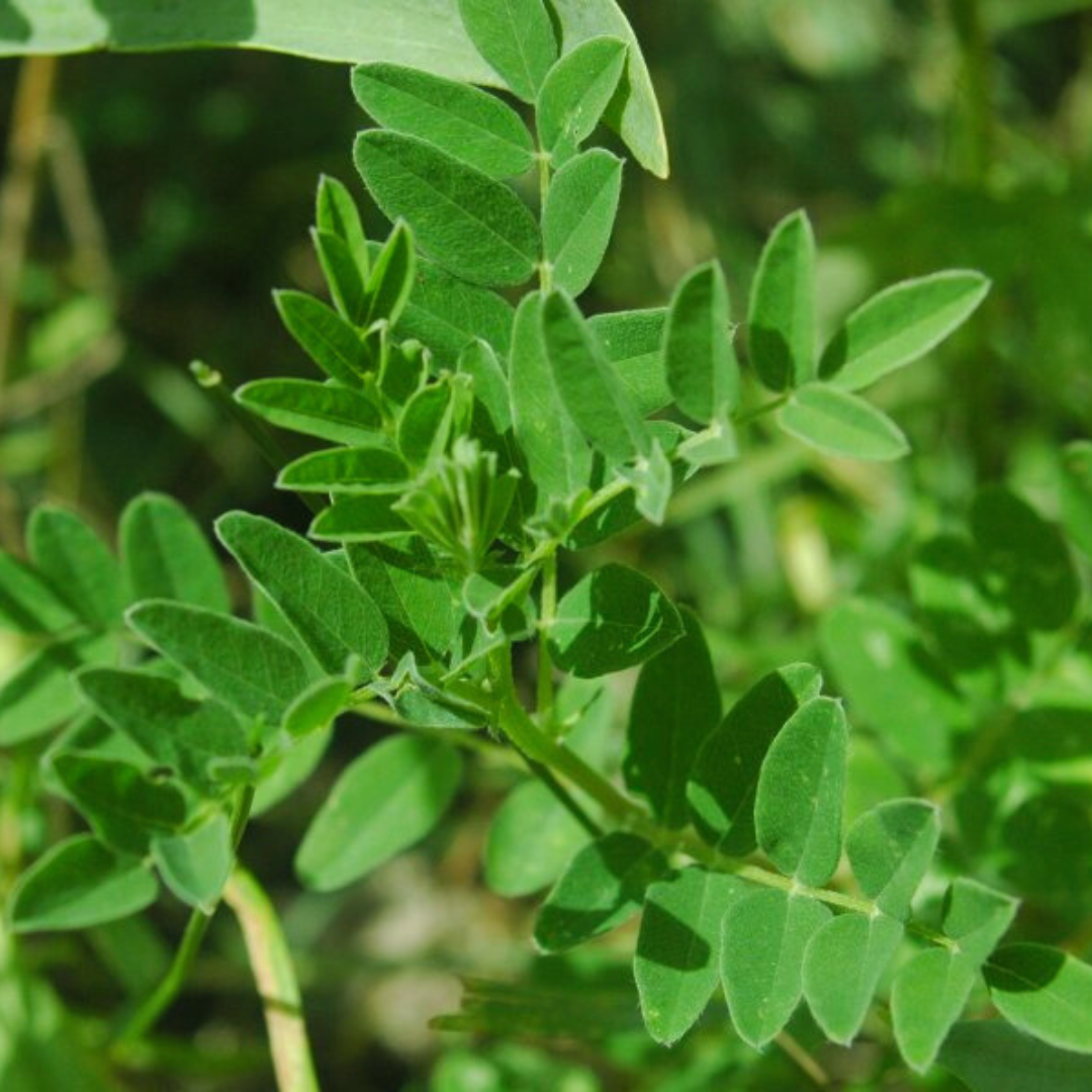chinese milkvetsh, Huang Qi, Astragalus membranaceous plant