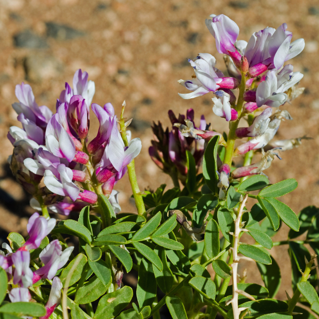 chinese milkvetsh, Huang Qi, Astragalus membranaceous plant 2