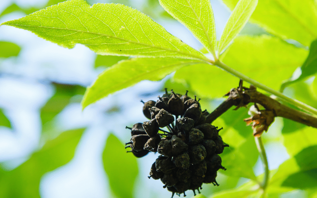 How to Use Siberian Ginseng Benefits for Energy & Resilience