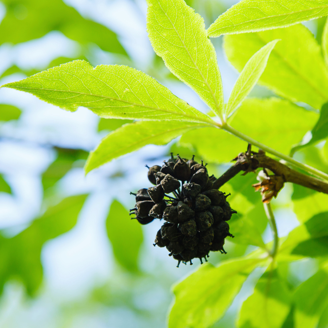 Eleutherococcus senticosus , siberian ginseng plant 3