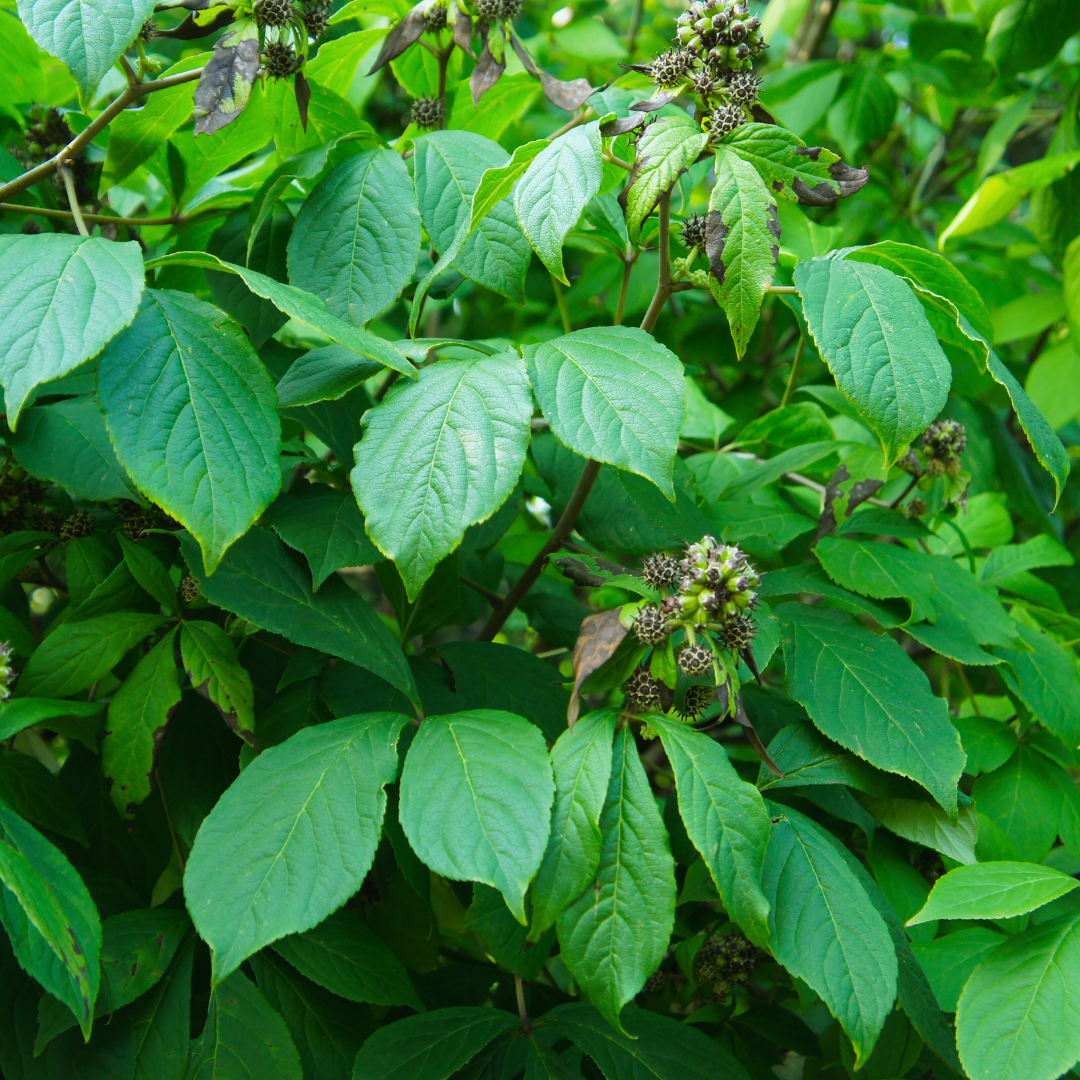 Eleutherococcus senticosus , siberian ginseng plant 2