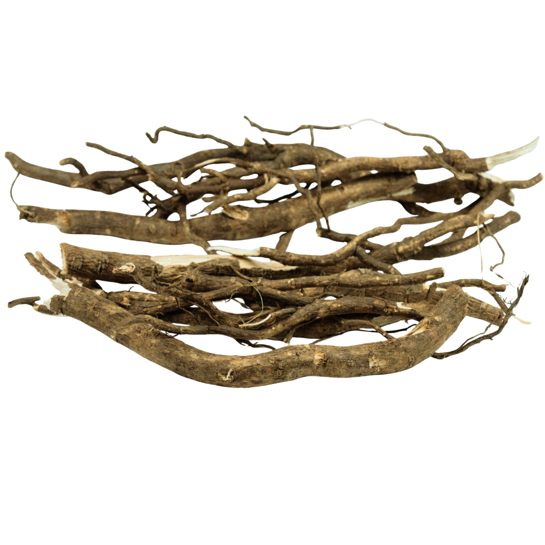 Eleutherococcus senticosus , siberian ginseng dried roots