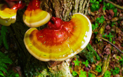 How to Use Reishi Benefits for Energy, Immunity & Resilience
