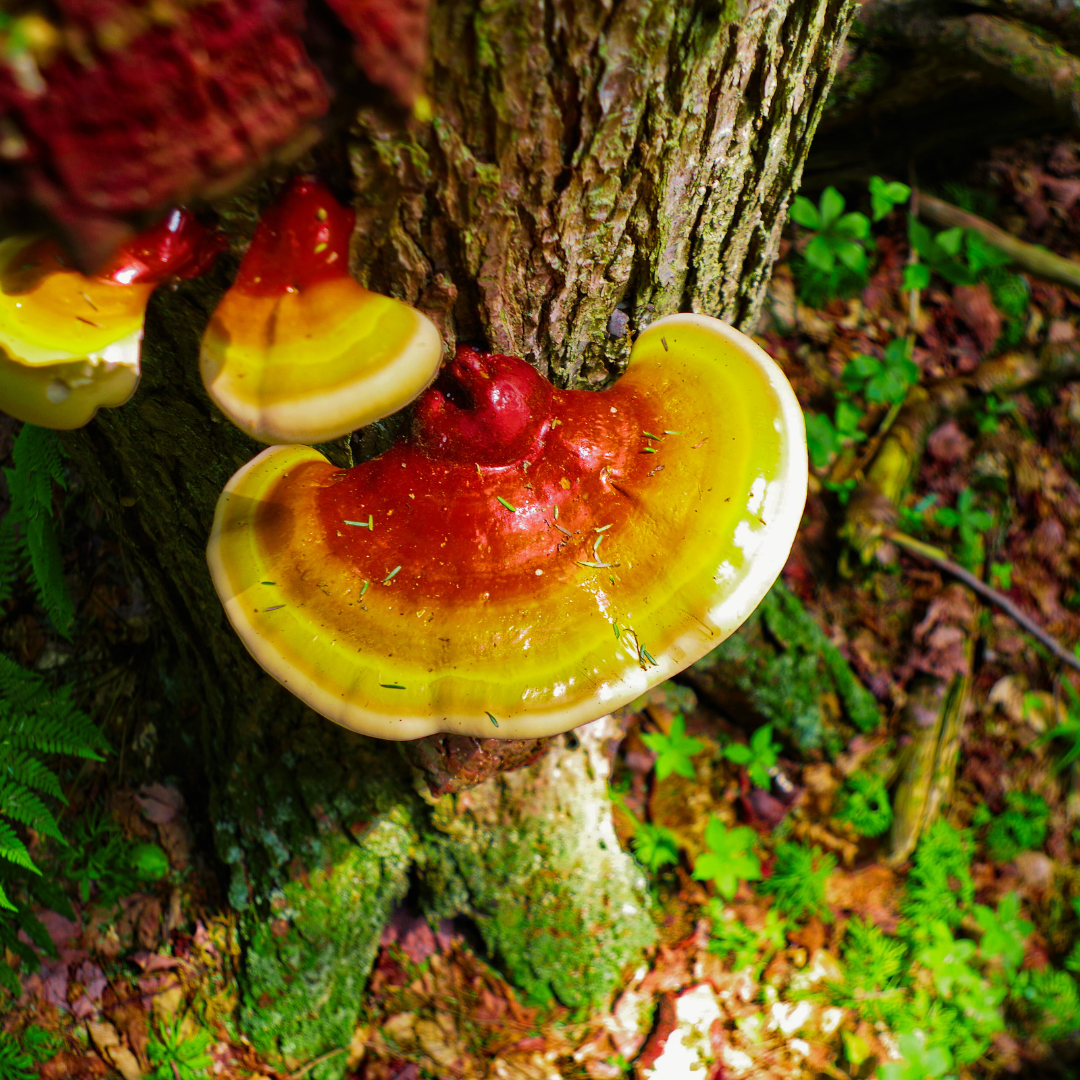 Ganoderma lucidum - Reishi mushroom 2