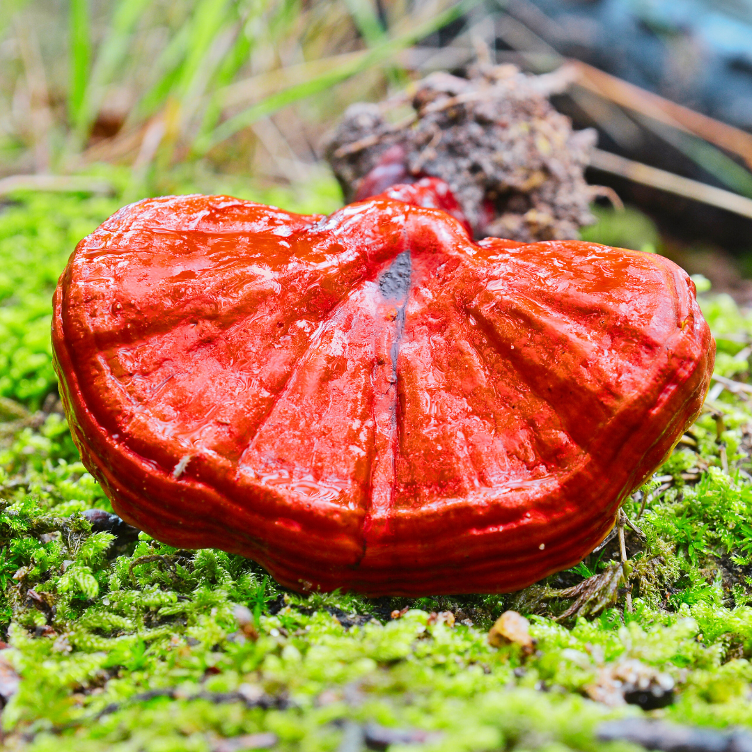 Ganoderma lucidum - Reishi mushroom 3
