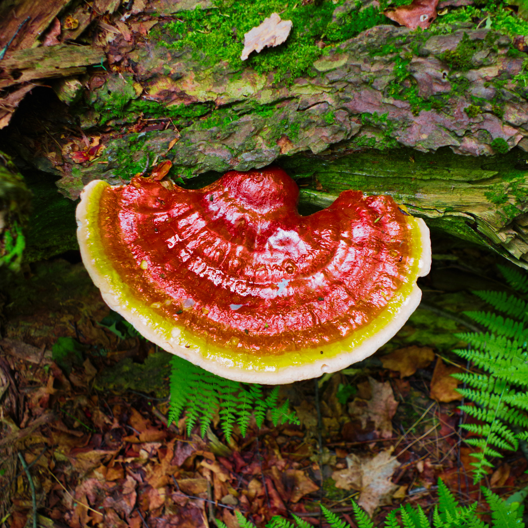 Centella asiatica plant 3