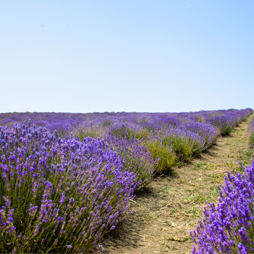 Lavandula angustifolia , lavender, lavendel field