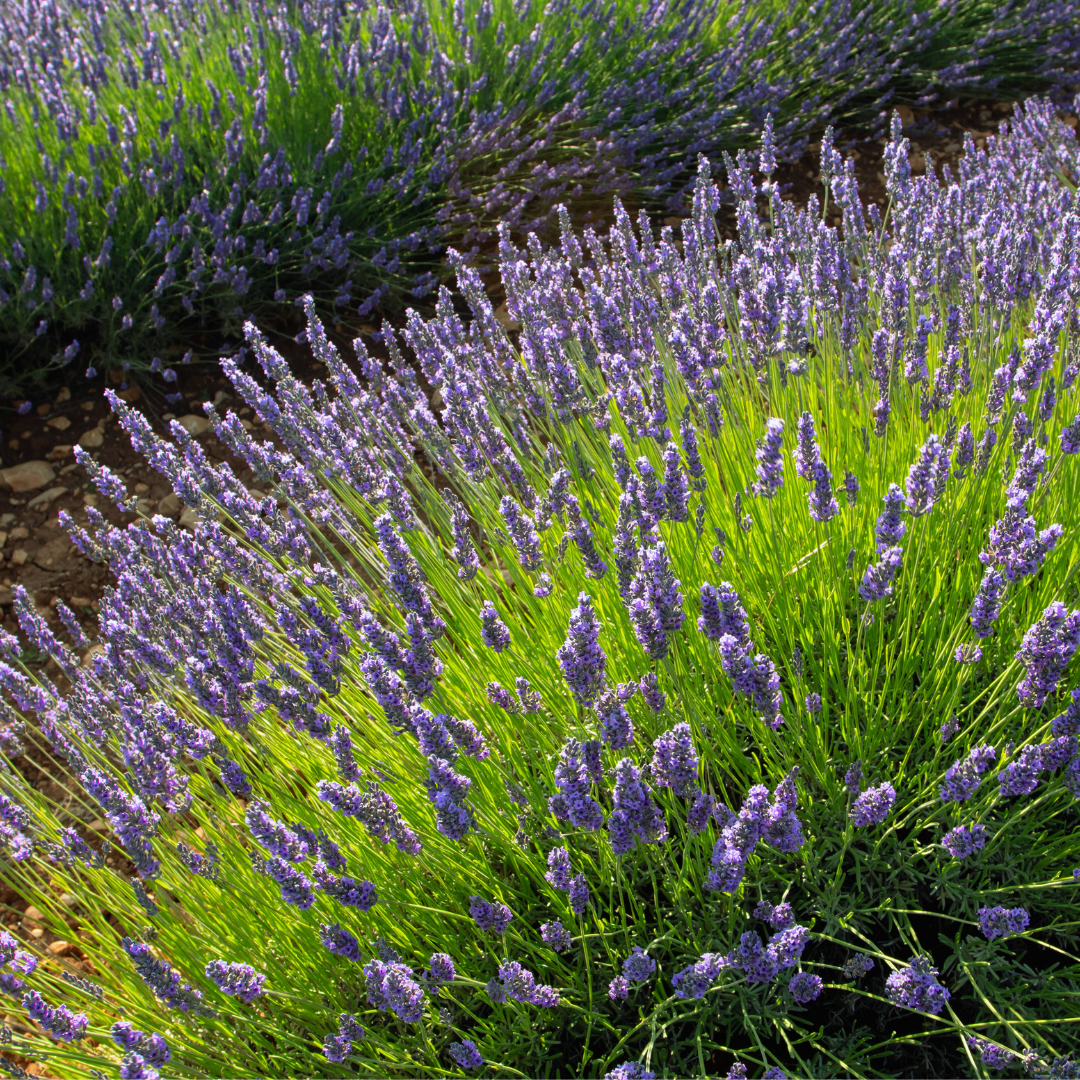 Lavandula angustifolia , lavender, lavendel plant