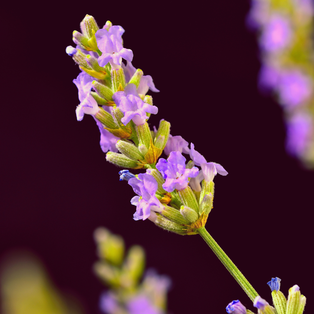 Lavandula angustifolia flowering top
