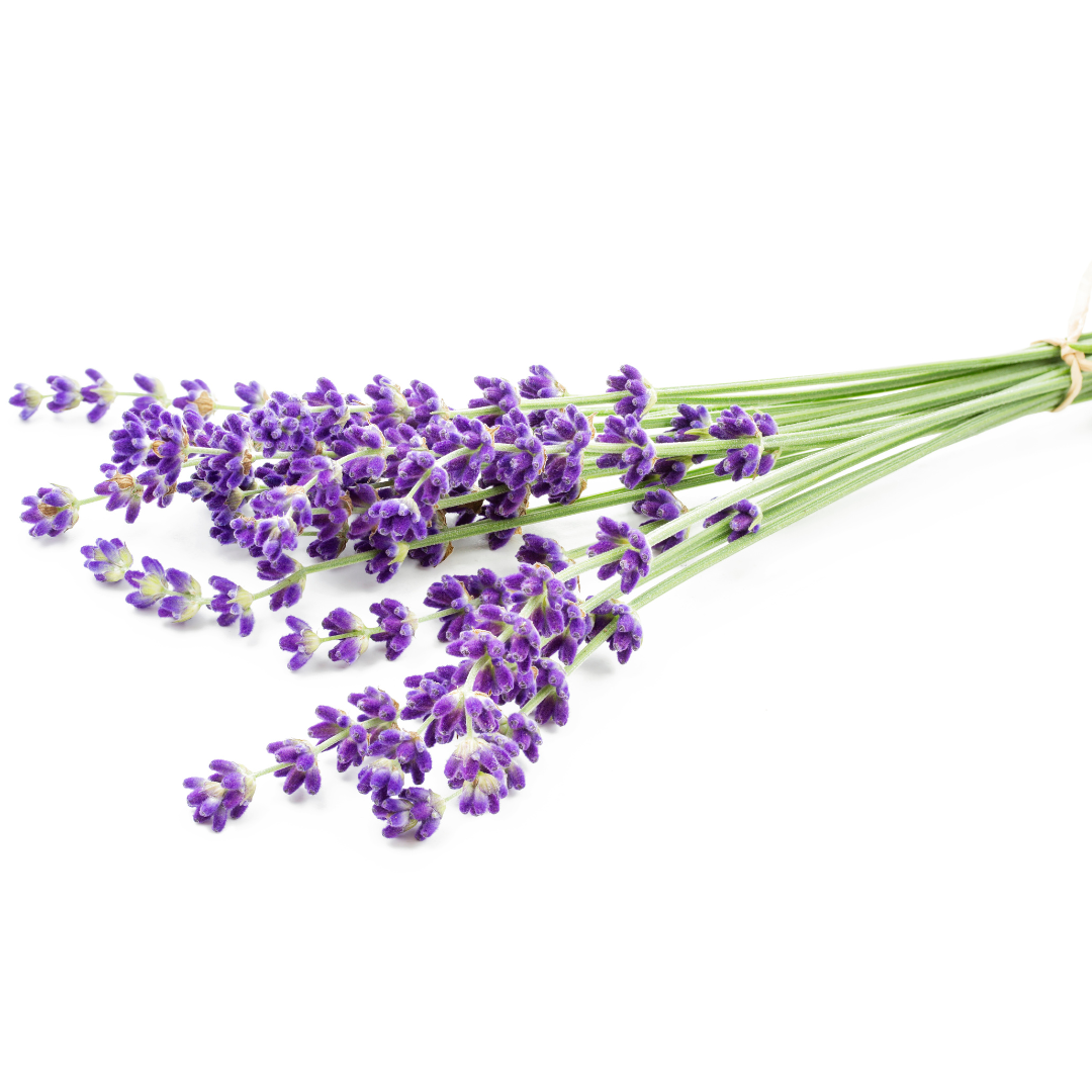 Lavandula angustifolia flowering tops bundle