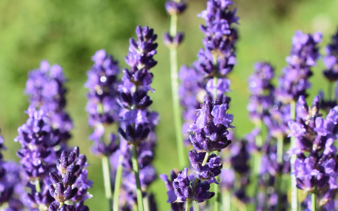 Lavender Essential Oil Benefits for Skin, Stress & Better Sleep