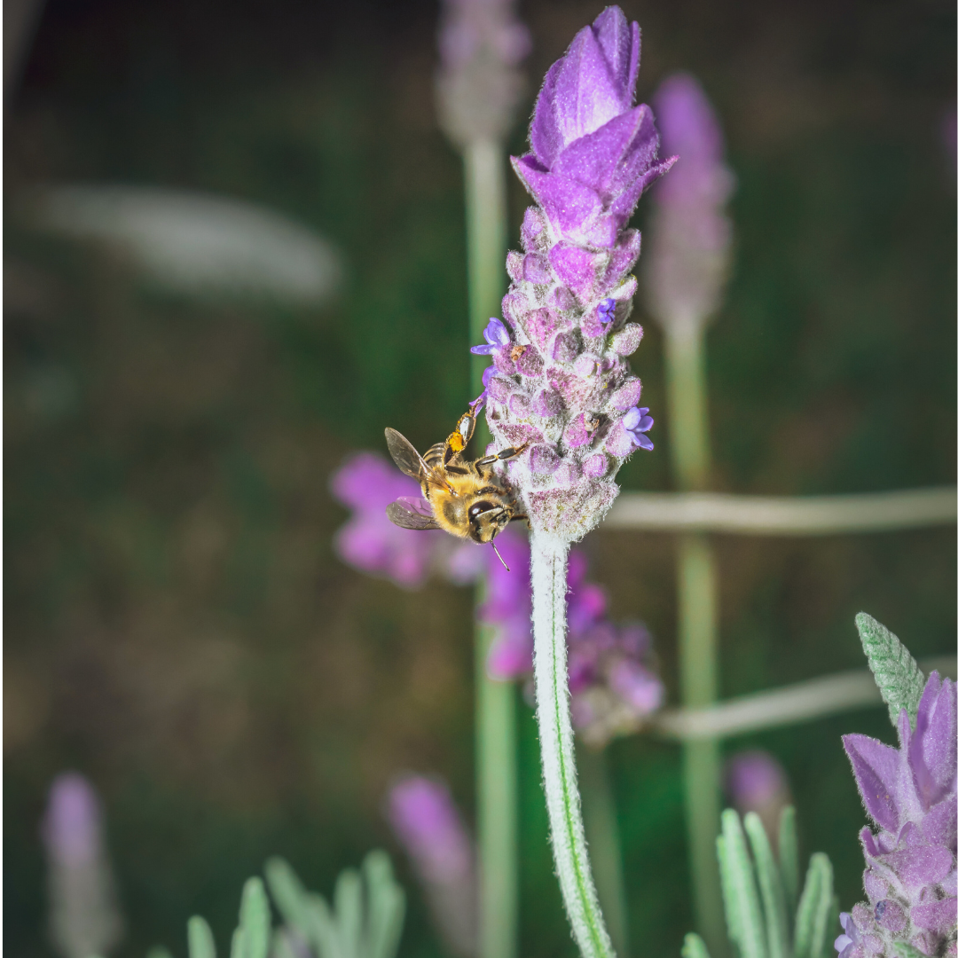 Lavandula intermedia flowering top