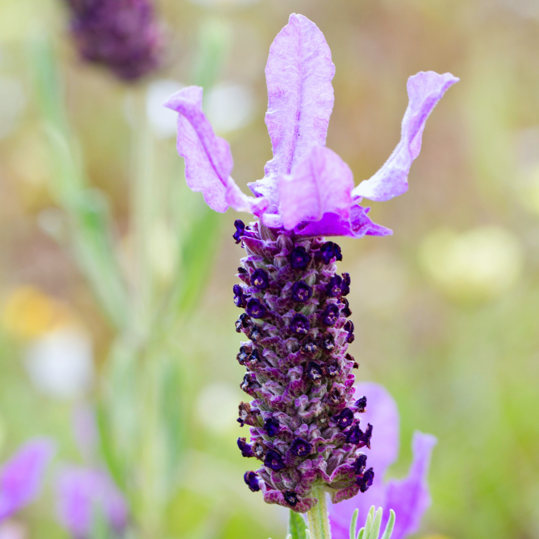 Lavandula stoechas flowering top