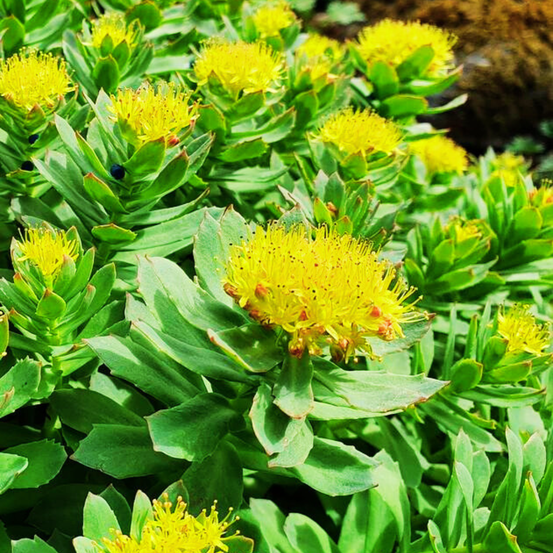 Rhodiola rosea plant in flowering, focus on flower