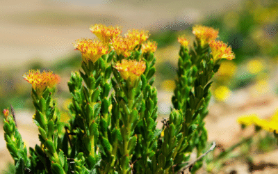 Rhodiola Benefits: More Energy, Stress Relief & Lasting Vitality