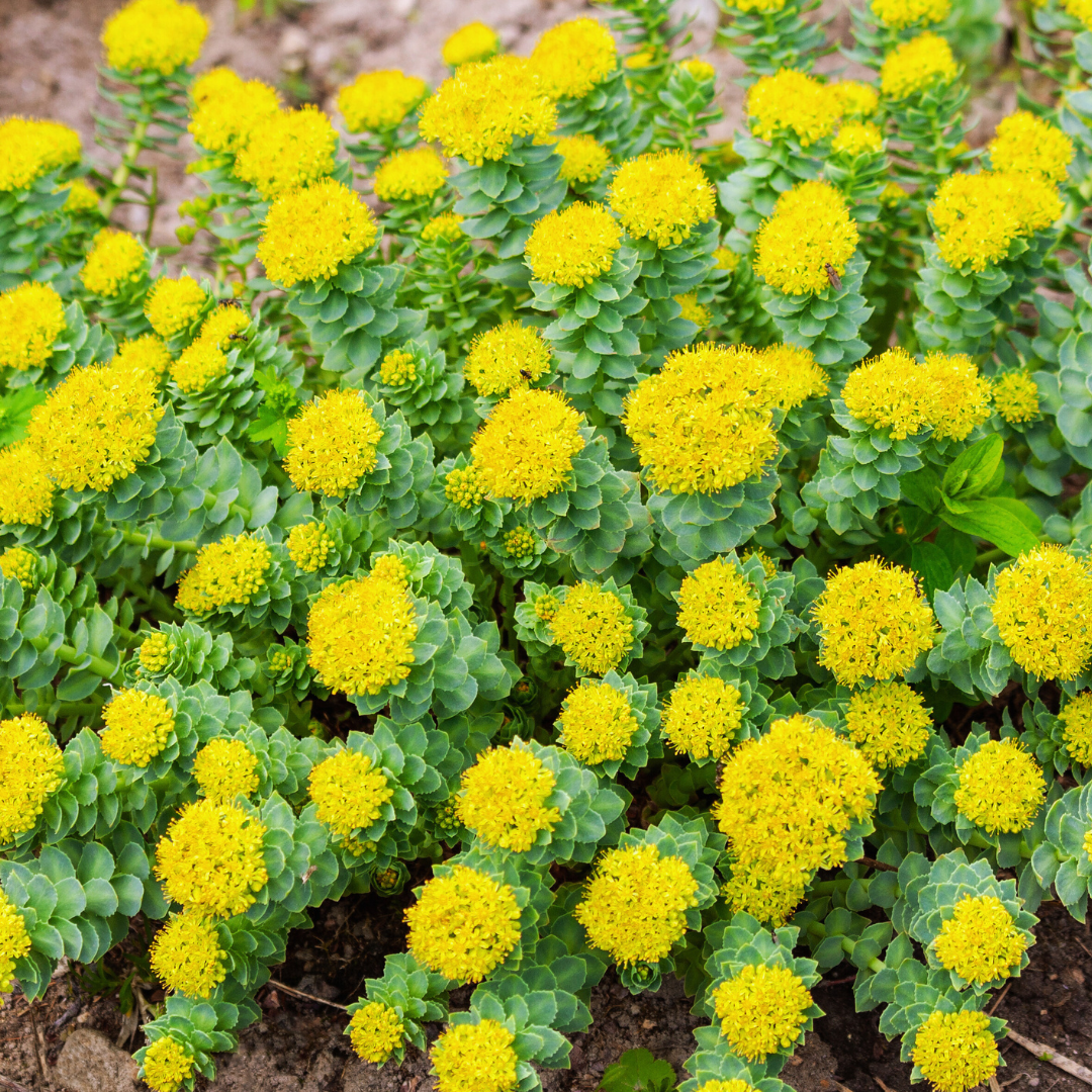 Rhodiola rosea plant in flowering