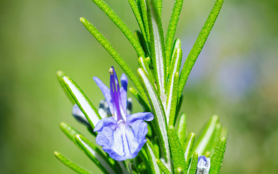 Discover the Powerful Rosemary Essential Oil Benefits for Mind & Body
