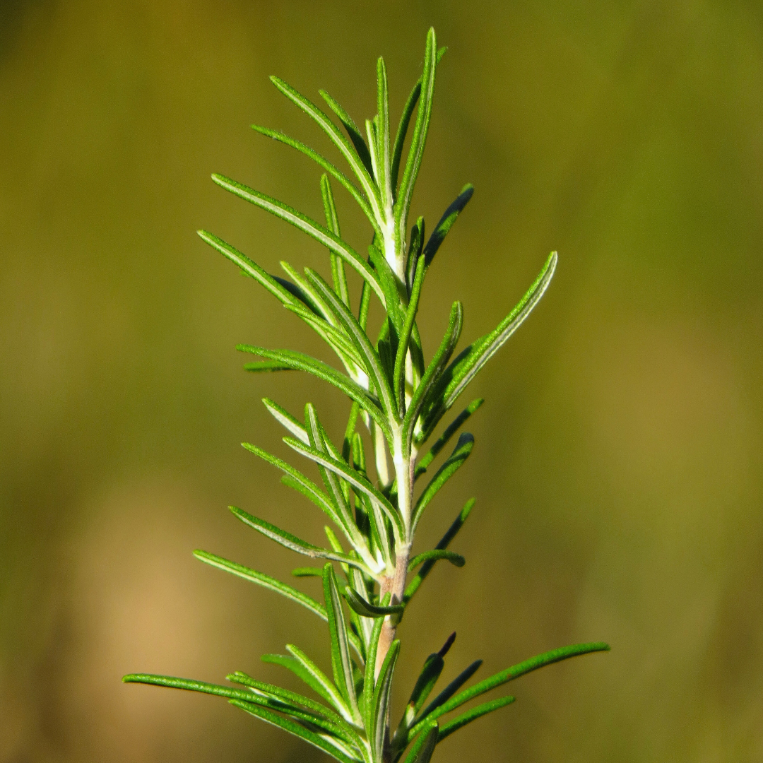 Rosmarinus officinalis plant, rosemary, rosmarin 2