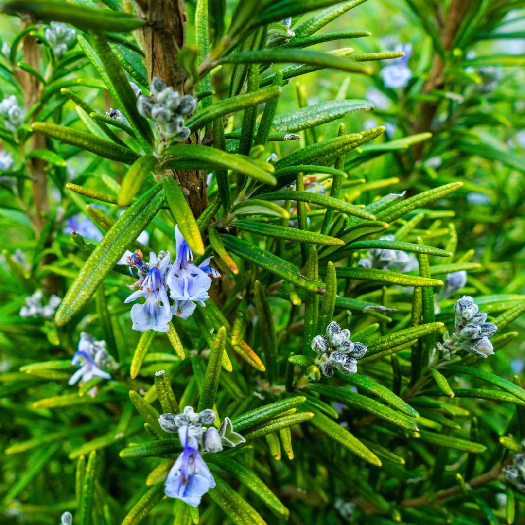 Rosmarinus officinalis plant, rosemary, rosmarin 5
