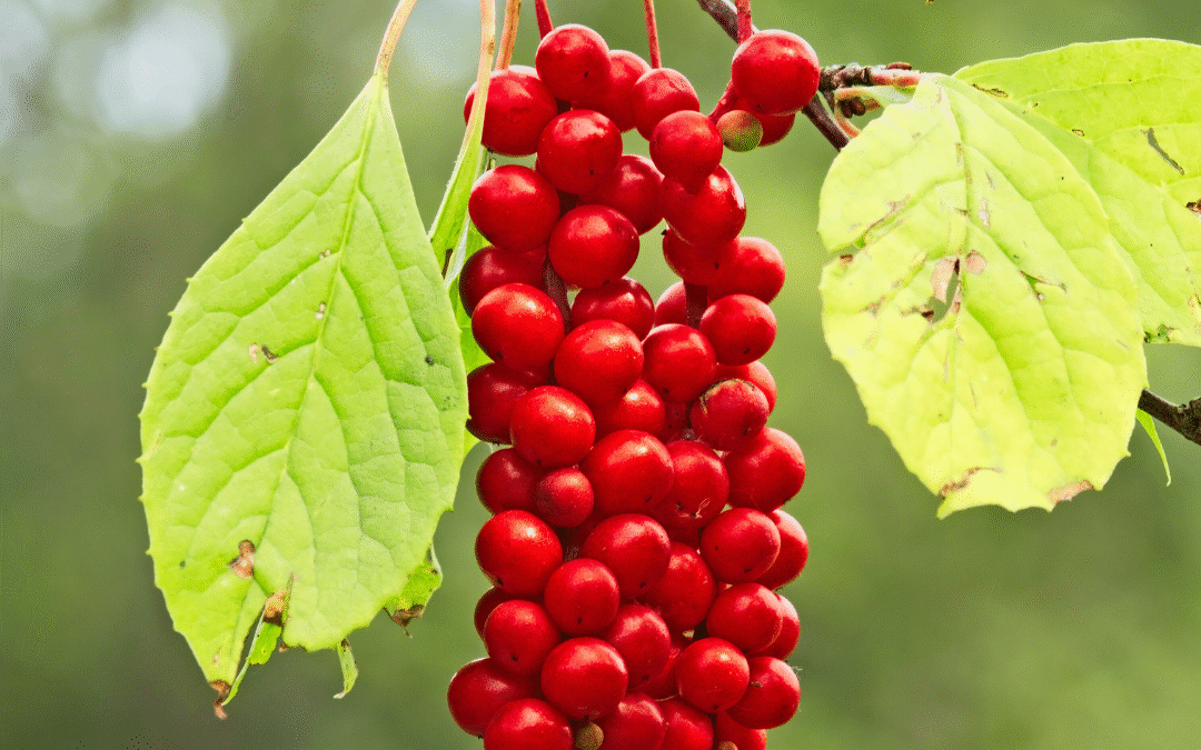 Schisandra Benefits: Boost Your Mind, Liver Health & Energy Naturally