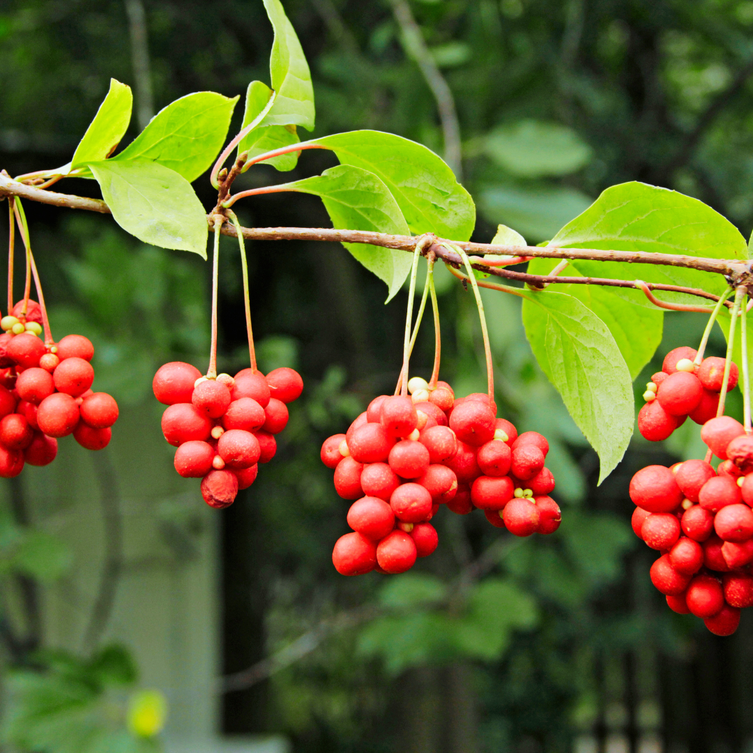 Schisandra sinensis vine with 4 clusters of Schisandra berries