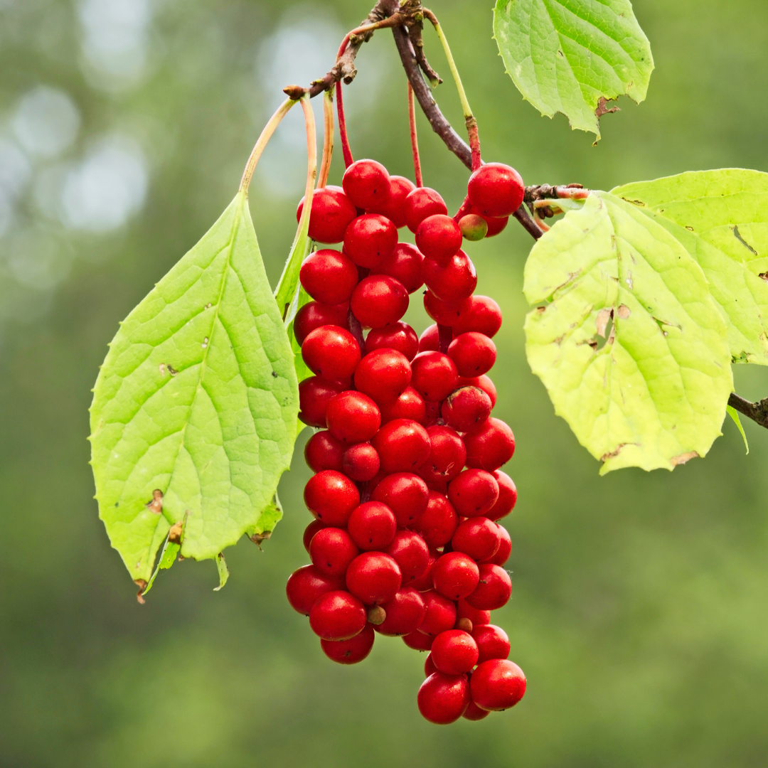 Schisandra sinensis vine with a cluster of Schisandra berries
