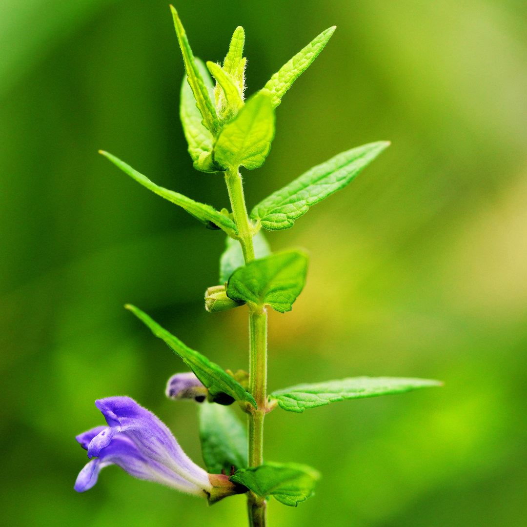 Virginian Skullcap, Scutellaria lateriflora picture in flowering