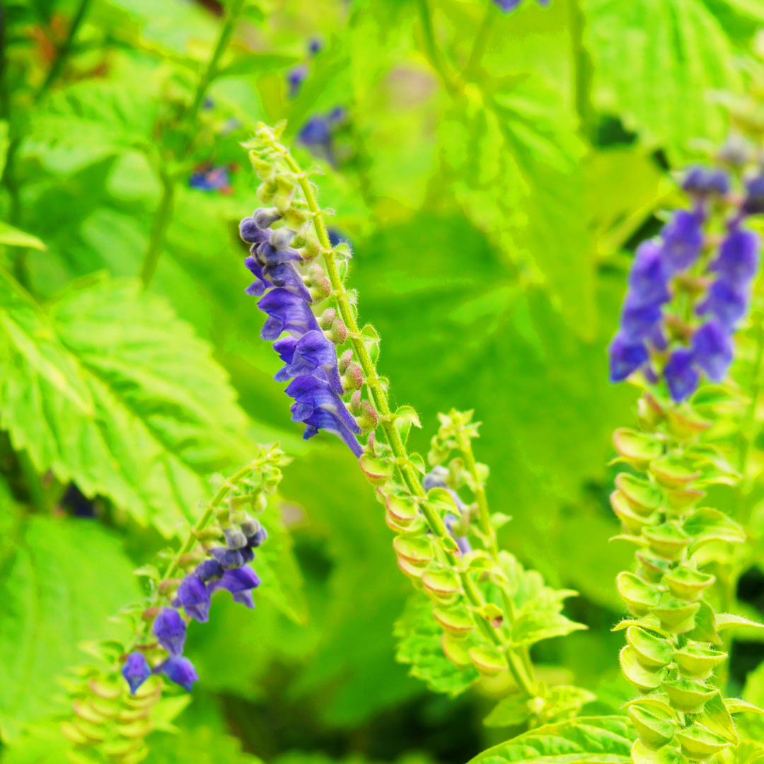 Virginian Skullcap, Scutellaria lateriflora picture in flowering, lateral flowers