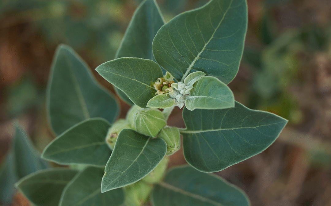 Ashwagandha Benefits: Natural Stress Relief, More Energy & Better Performance