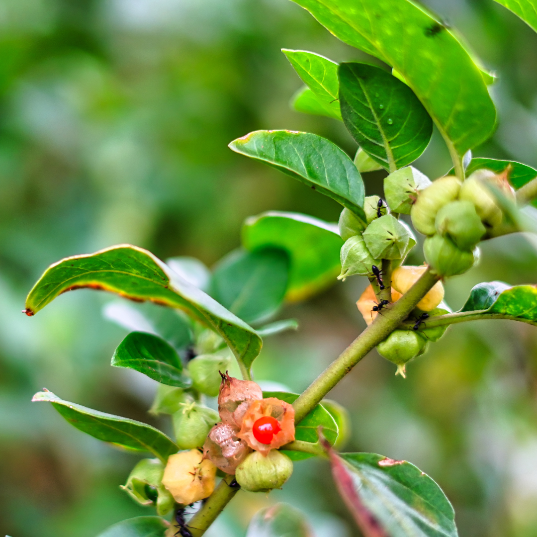 Ashwagandha , Withania somnifera plant 2