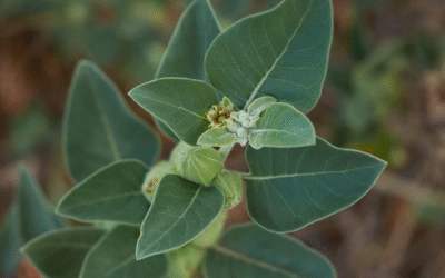 Ashwagandha Benefits: Natural Stress Relief, More Energy & Better Performance