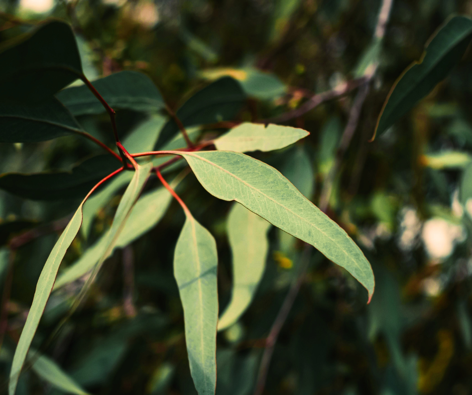 eucalyptus globulus tree, stem and leaves