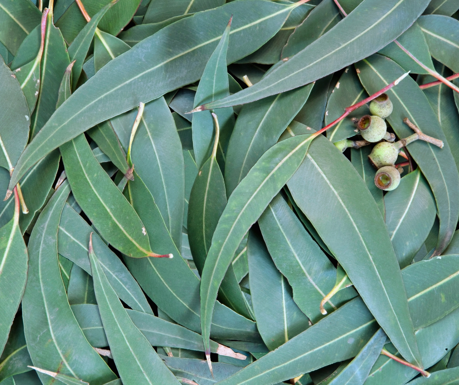 eucalyptus leaves