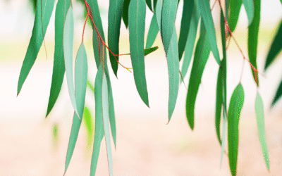 Discover the Powerful Eucalyptus Essential Oil Benefits for Mind & Body