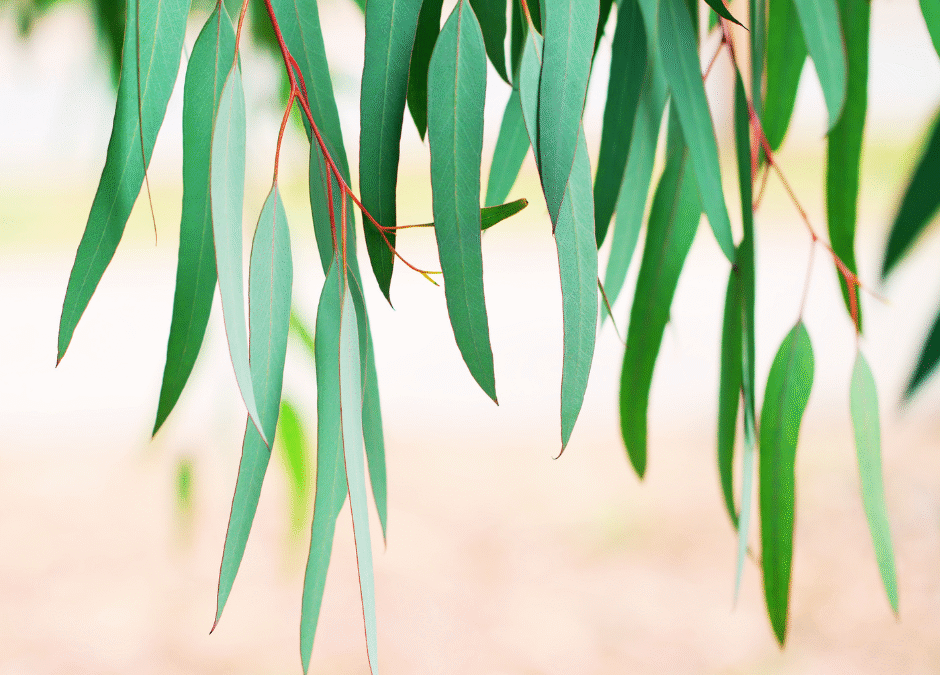 Discover the Powerful Eucalyptus Essential Oil Benefits for Mind & Body