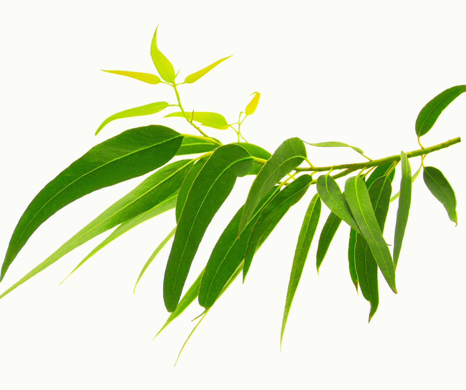 eucalyptus stem with fresh leaves