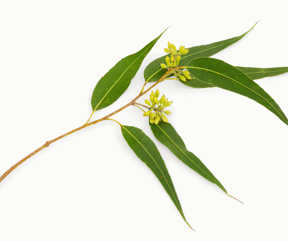 eucalyptus tree twig with leaves and flowers