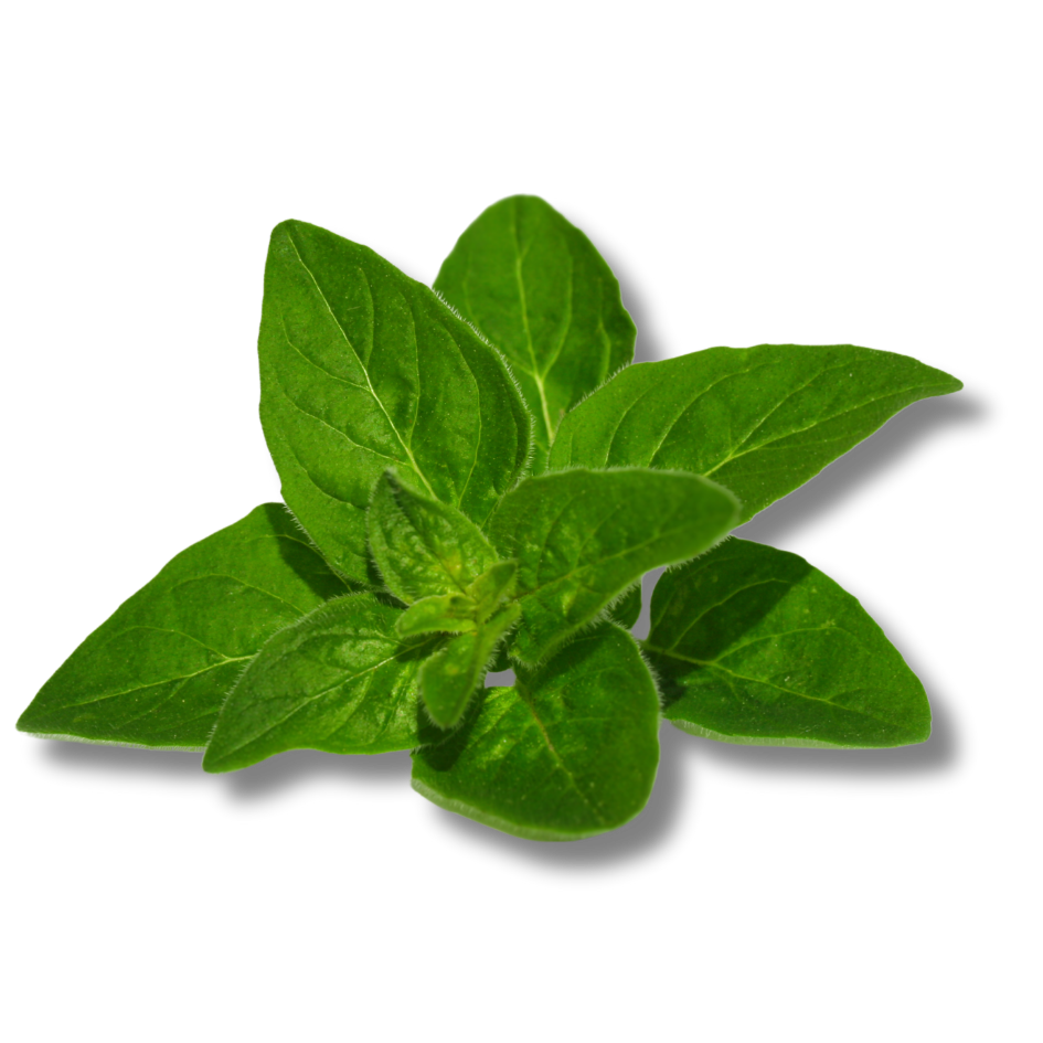 Greek oregano Origanum vulgare photo