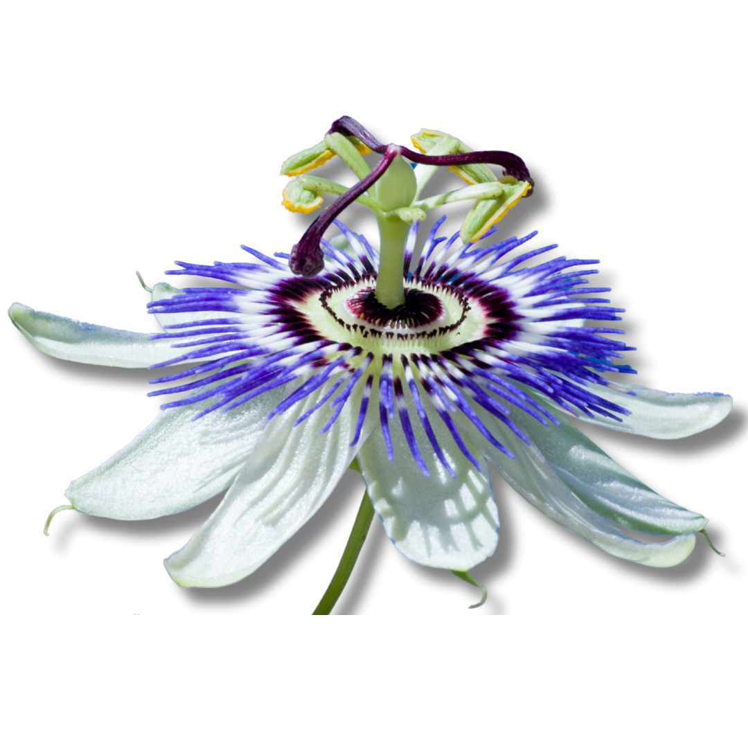 Passiflora passion flower photo