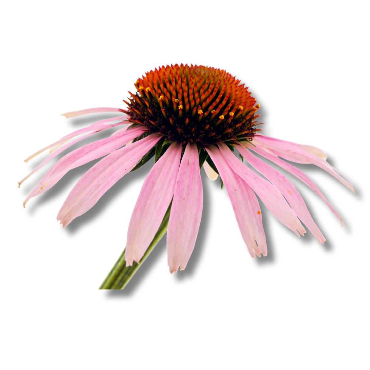 purple coneflower Echinacea purpurea photo