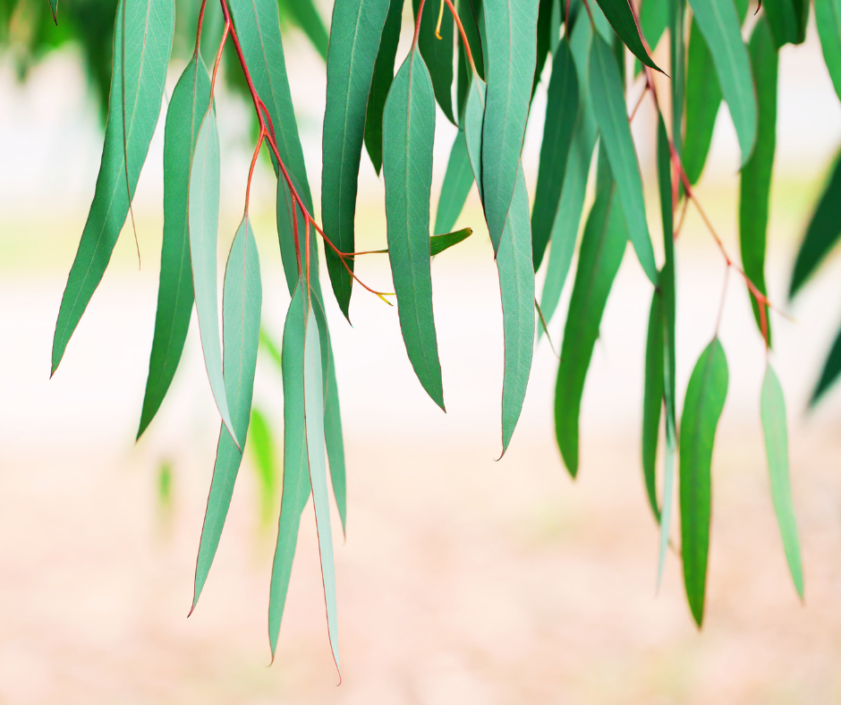 Rosmarinus officinalis plant, rosemary, rosmarin 3